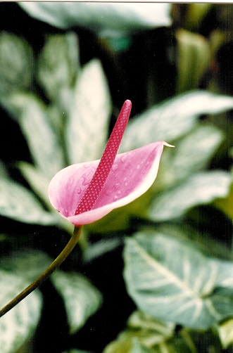 Fleur 2